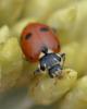 240849 – Photo : Christian Berquer – France (50)